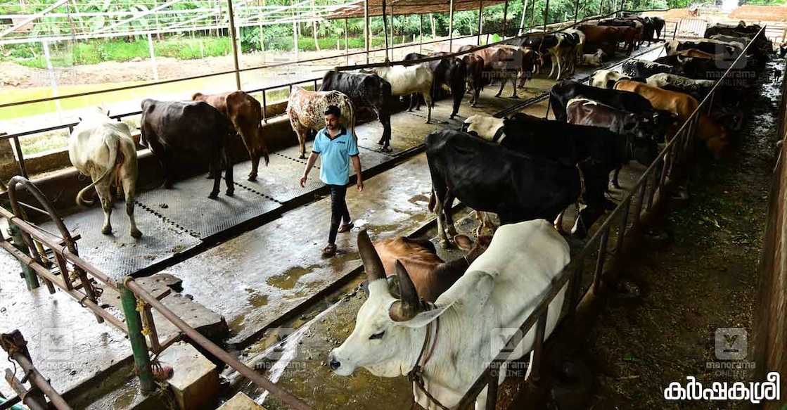 kannur-dairy-farm-1 ജിജീഷ് ഡെയറി ഫാമിൽ