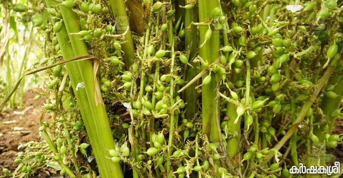 cardamom
