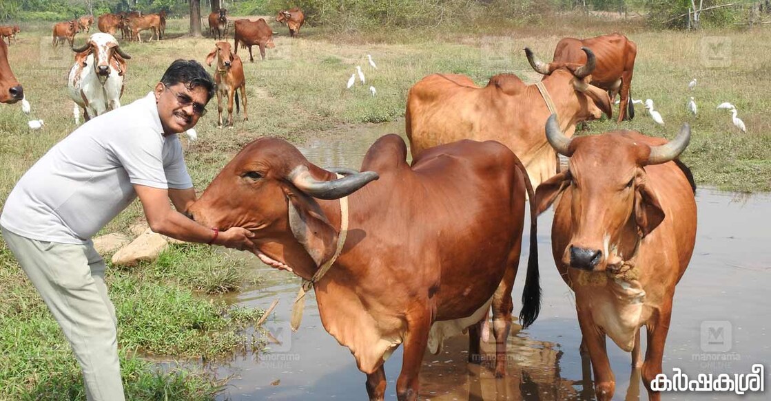 ഗിർ പശുക്കൾക്കൊപ്പം ജീജികുമാർ