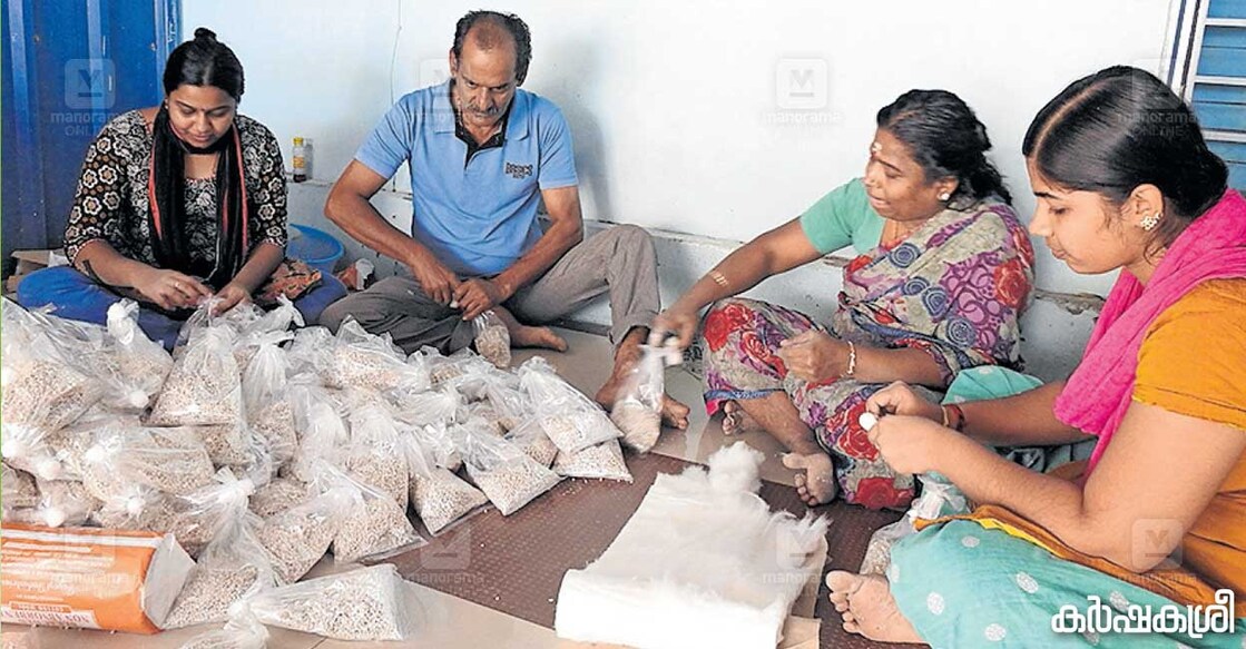 mushroom-1 മീനാക്ഷി സുന്ദരവും കുടുംബാംഗങ്ങളും കൂൺവിത്ത് തയാറാക്കുന്നു