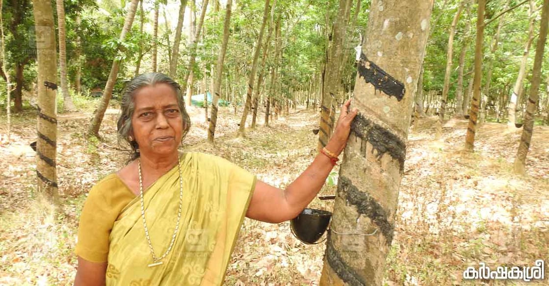 rajakantham-1 രാജകാന്തം റബർത്തോട്ടത്തിൽ
