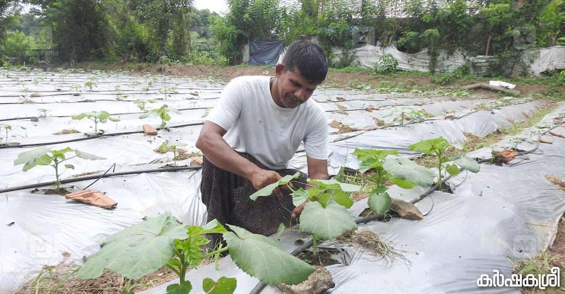 davis-vegetable-farmer-1 davis-vegetable-farmer-1