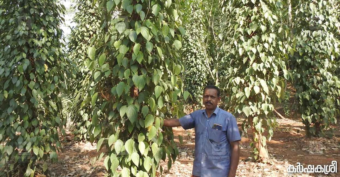 bijumon-1 ഐഐഎസ്ആർ ശക്തി ഇനം കുരുമുളകു ചെടികൾക്കരികെ ബൈജുമോൻ