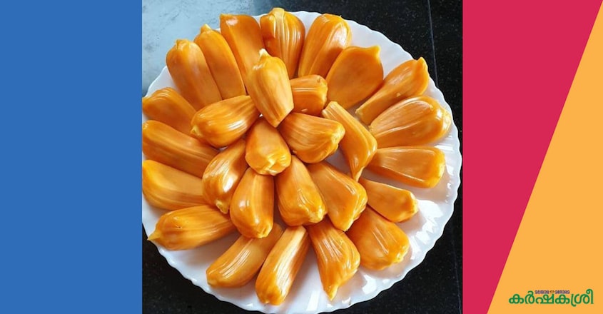 jackfruit-1 jackfruit-1