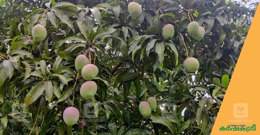 mango-5 mango-5