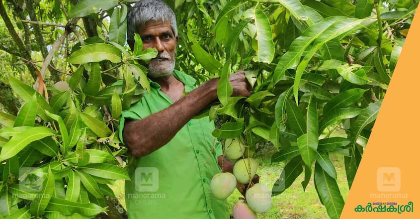 mango-7 mango-7