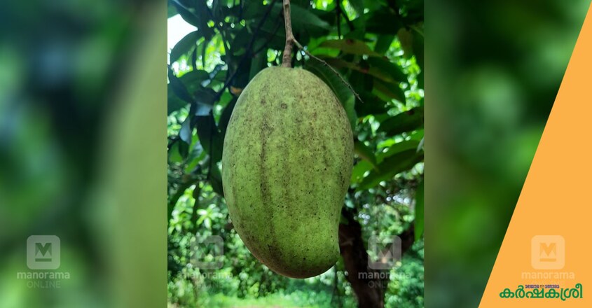 mango-day-6 mango-day-6