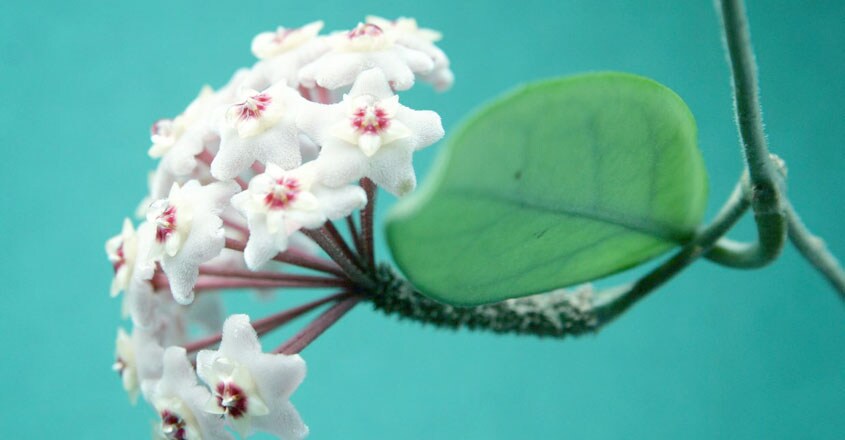 hoya hoya