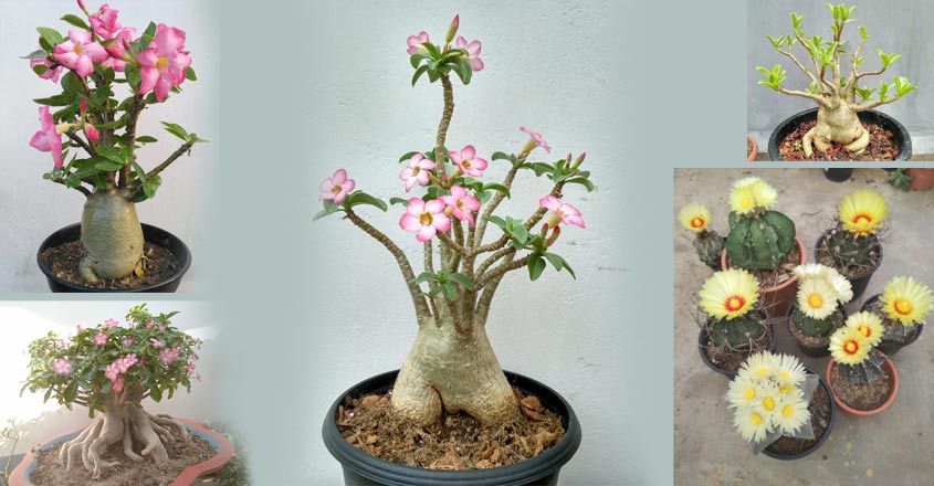 adenium-1 adenium-1