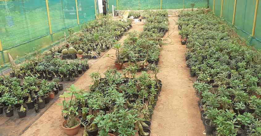 adenium-2 adenium-2