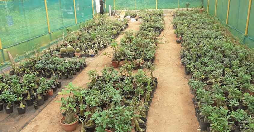 adenium-2 adenium-2