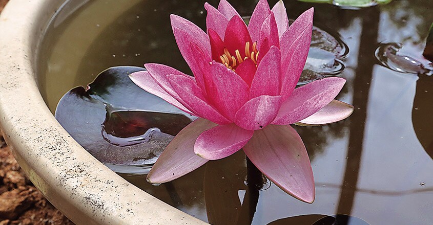 water-lilly2 water-lilly2