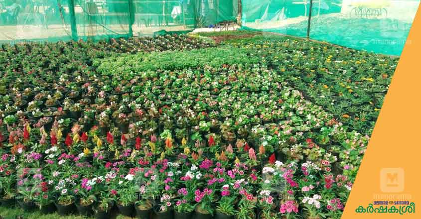 flower-show-ktm-1 flower-show-ktm-1
