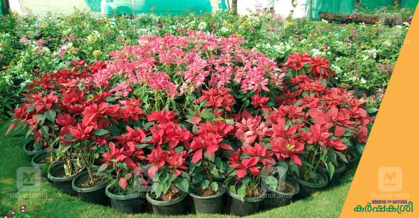 flower-show-ktm-4 flower-show-ktm-4