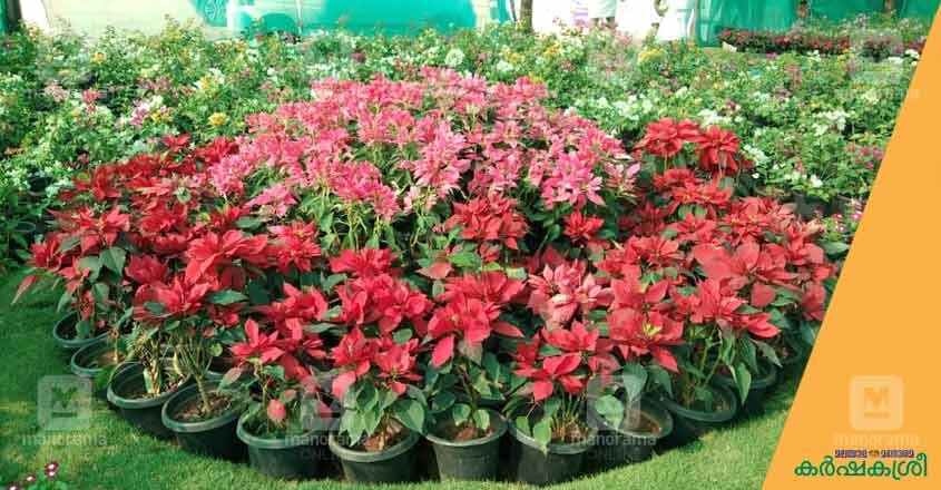 flower-show-ktm-4 flower-show-ktm-4