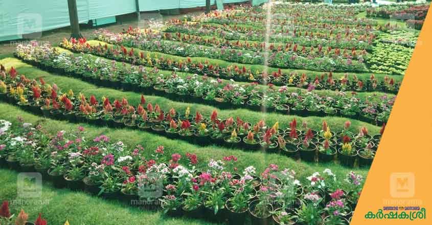 flower-show-ktm-6 flower-show-ktm-6
