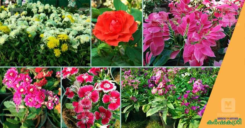 flower-show-ktm-7 flower-show-ktm-7