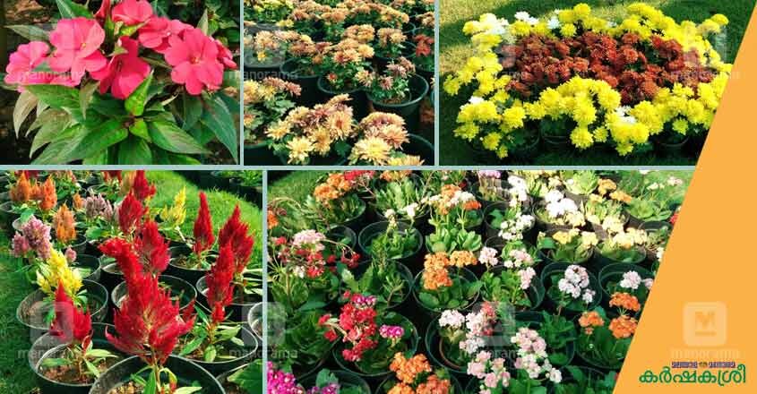 flower-show-ktm-8 flower-show-ktm-8