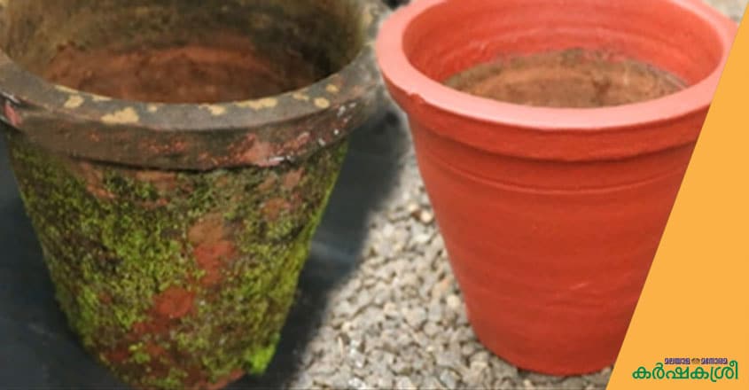 pot pot