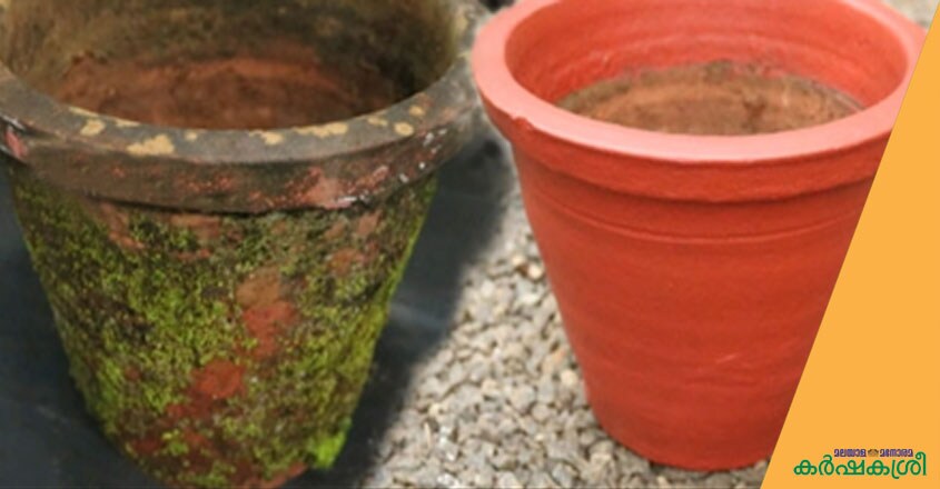 pot pot