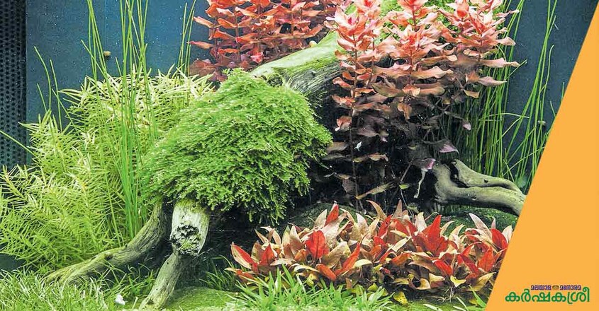 aquarium-plants-2 aquarium-plants-2
