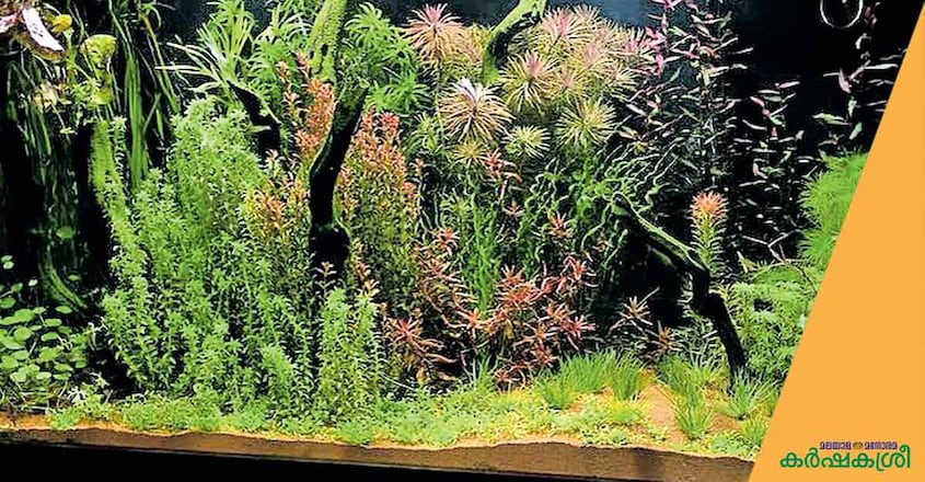 aquarium-plants-3 aquarium-plants-3