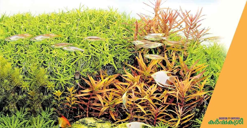aquarium-plants aquarium-plants