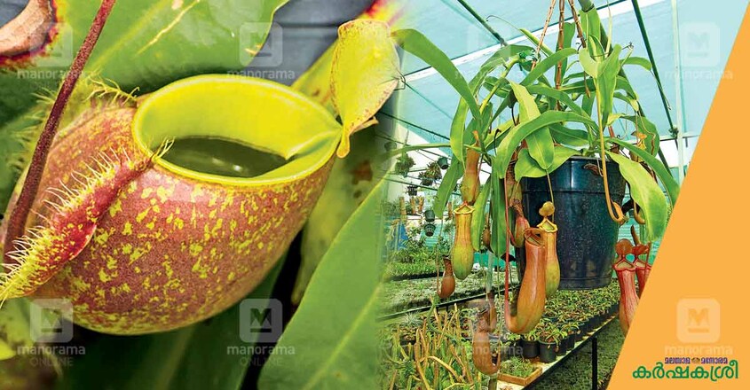 neppanthus-3 neppanthus-3