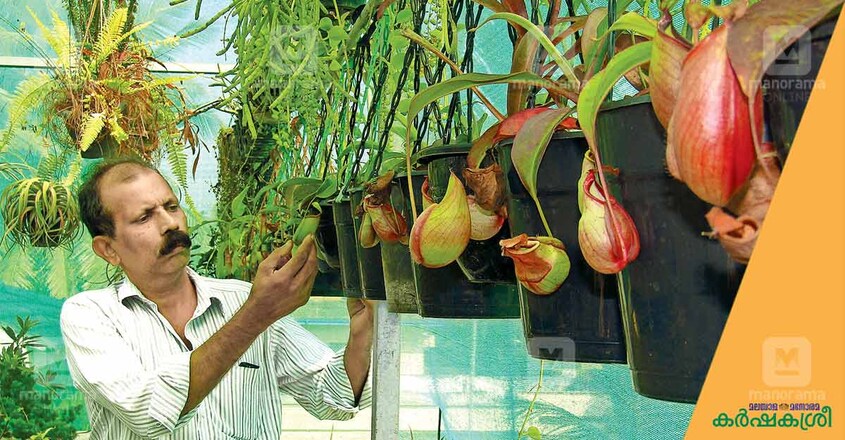 neppanthus-4 neppanthus-4