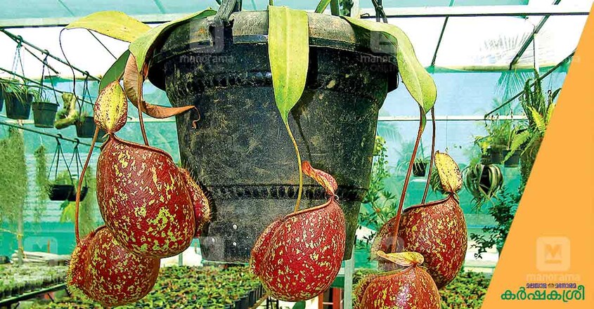 neppanthus neppanthus