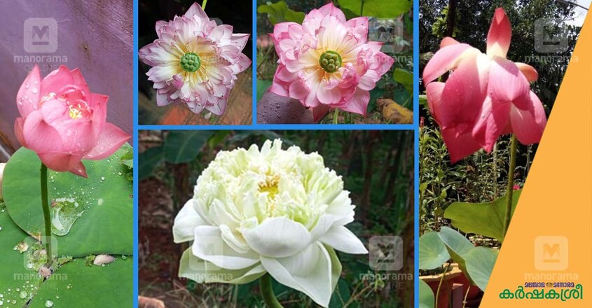 lotus-in-home-garden-2 lotus-in-home-garden-2