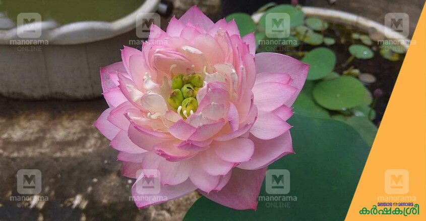 lotus-1 lotus-1