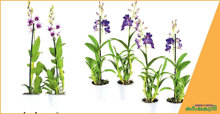 online-plant-trading-1 online-plant-trading-1