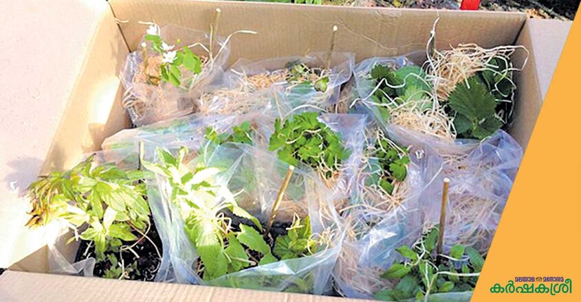 online-plant-trading online-plant-trading