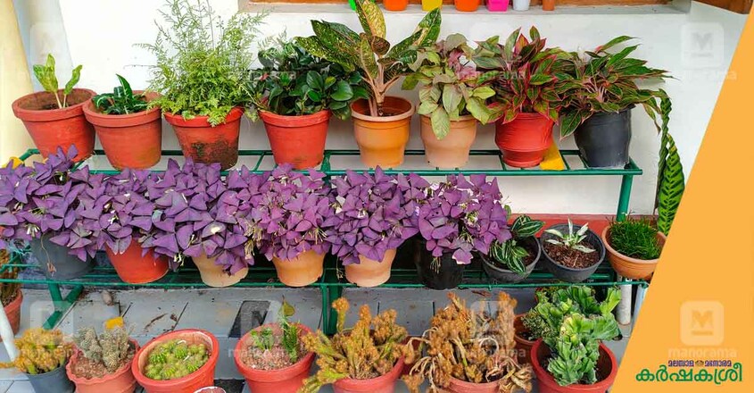 indoor-plants indoor-plants