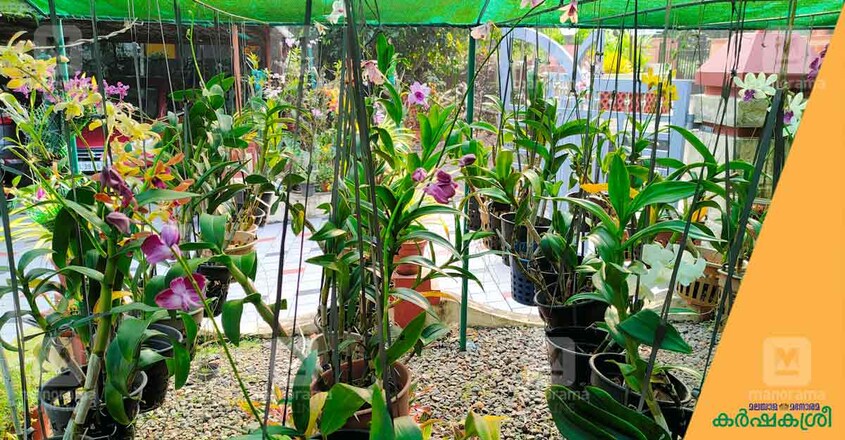 orchid orchid