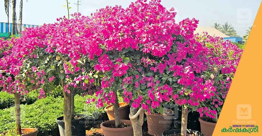 bougainvillea bougainvillea