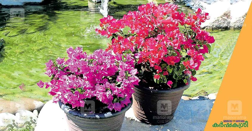 gardening-1 gardening-1