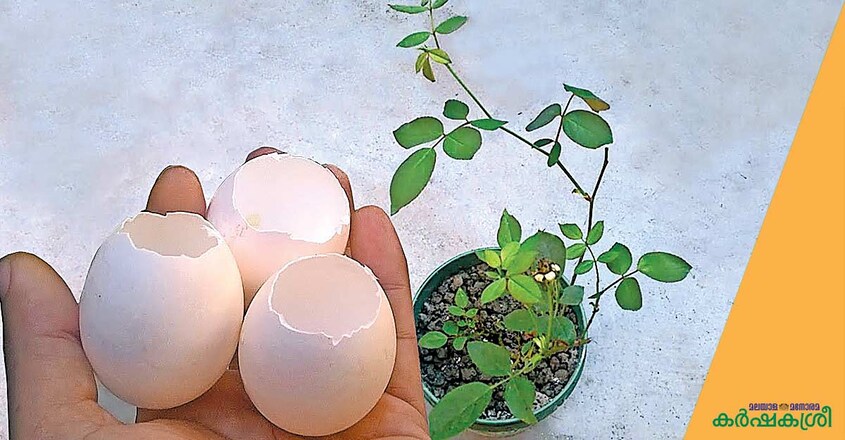 gardening-egg-shell gardening-egg-shell