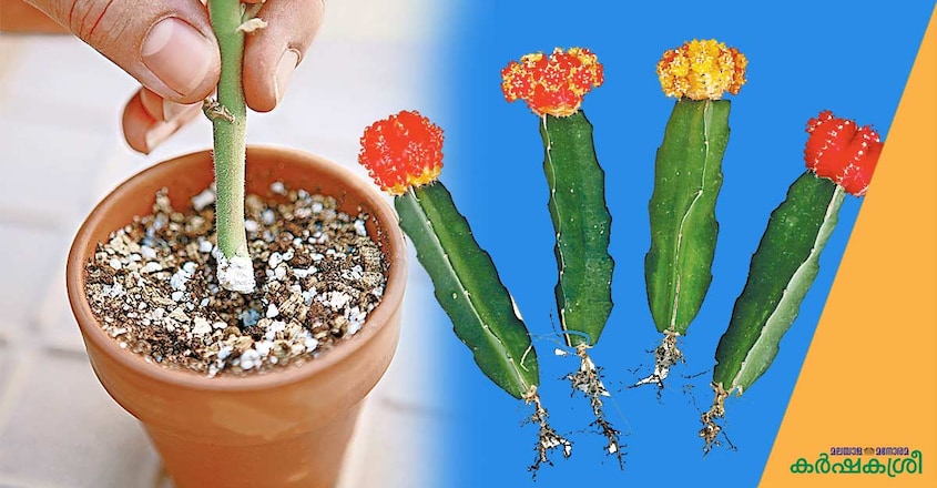gardening-root gardening-root