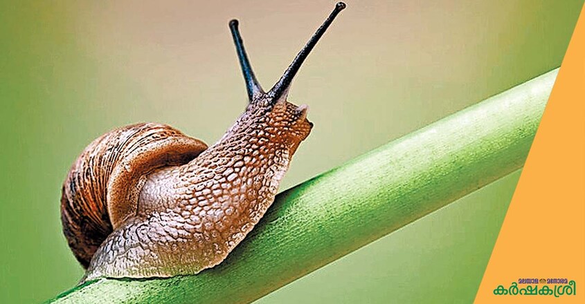 gardening-snail gardening-snail
