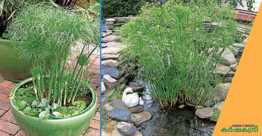 grass grass