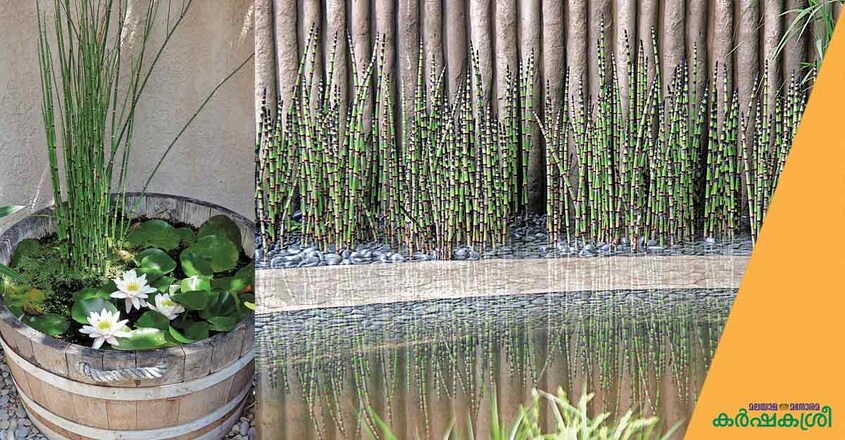 water-bamboo water-bamboo