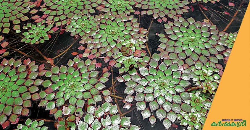 water-mosaic water-mosaic