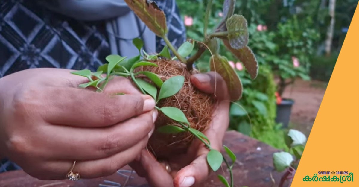 ഉദ്യാനത്തിന് അഴകാകാൻ ഇന്തോനേഷ്യൻ- ജാപ്പനീസ് സ്റ്റൈൽ ഗാർഡൻ വിദ്യ