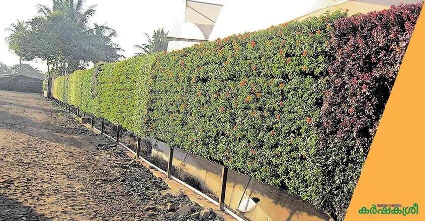 vertical-garden-2 vertical-garden-2