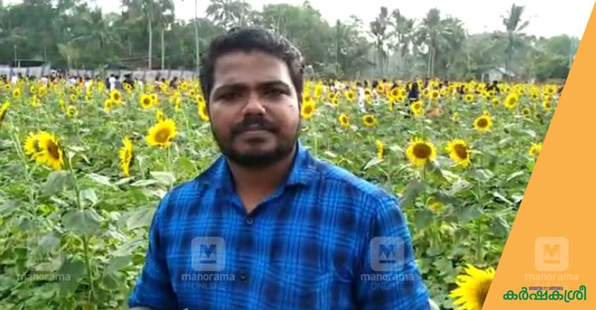 sunflower--sujith sunflower--sujith