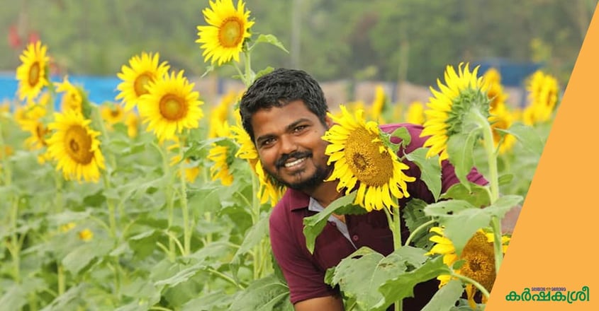 sunflower-sujith sunflower-sujith