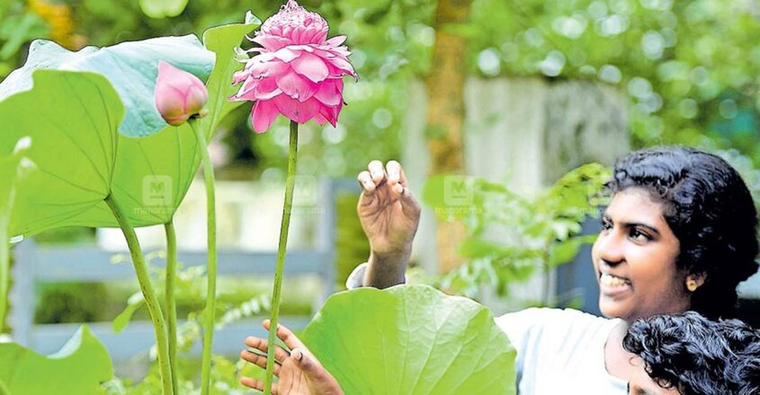 kottayam-thuruthy-thousand-petal-lotus kottayam-thuruthy-thousand-petal-lotus
