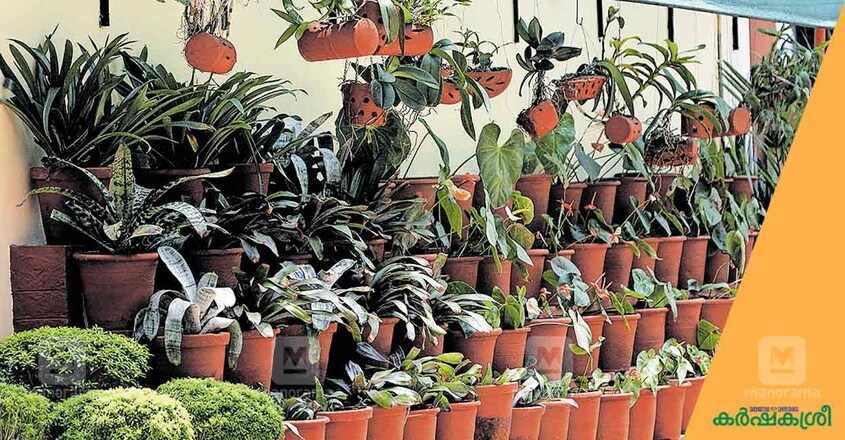 home-garden-rinku-2 home-garden-rinku-2